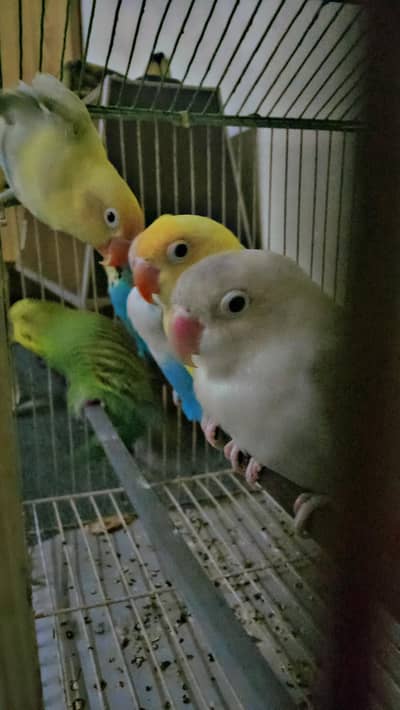 Birds For Sale