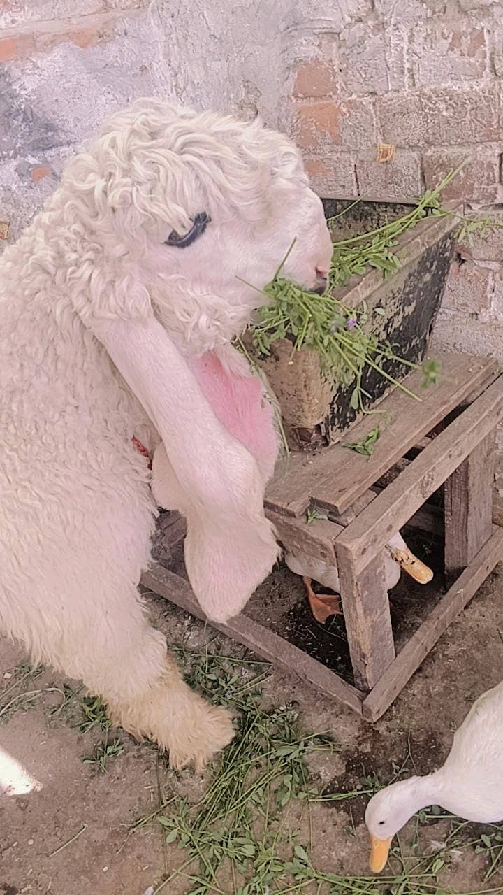 kajla 0