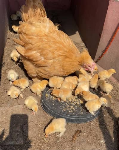 heavy buff chicks