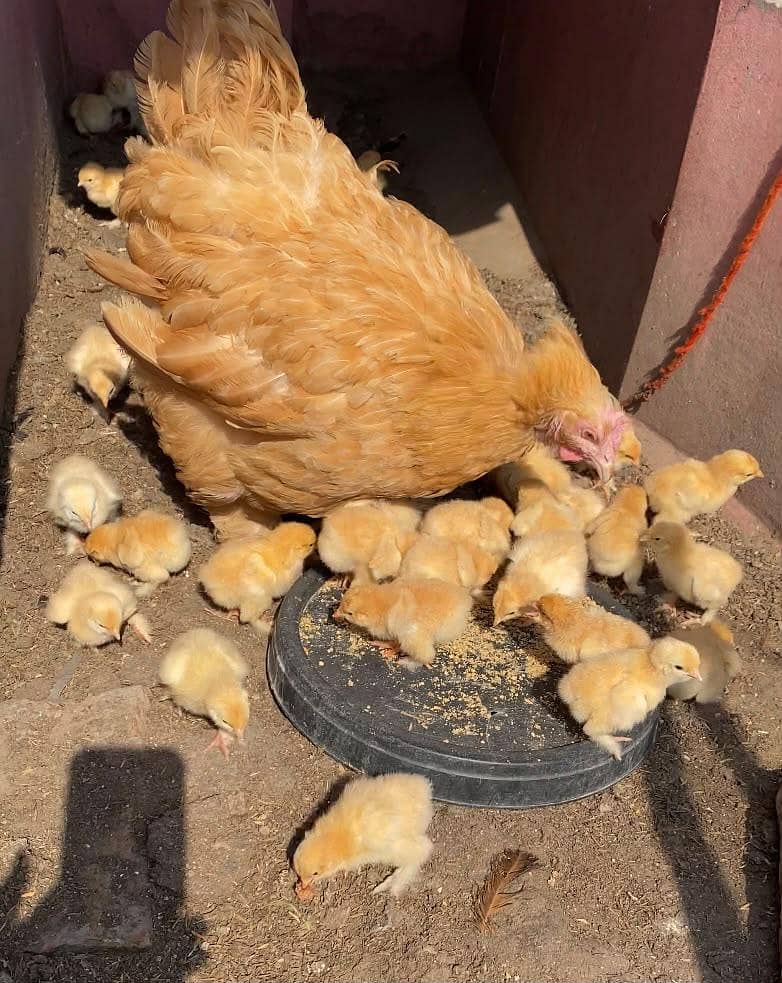 heavy buff chicks 0
