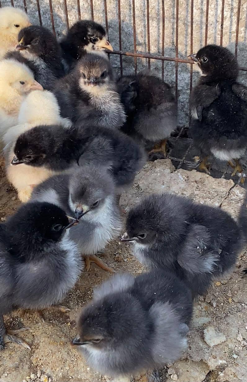 heavy buff chicks 1