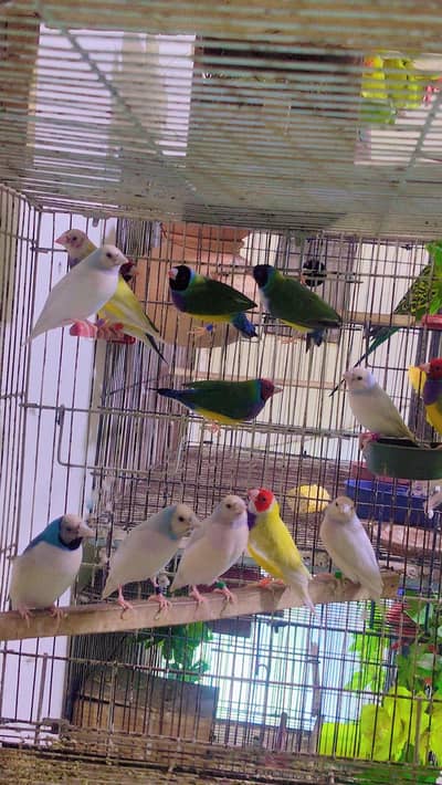 silver and common goldien redey to breed pairs
