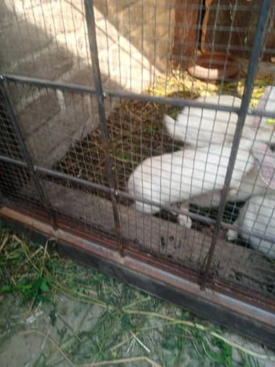 Qasim Rabbit House