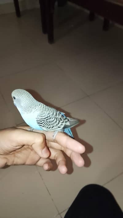 handtame budgie