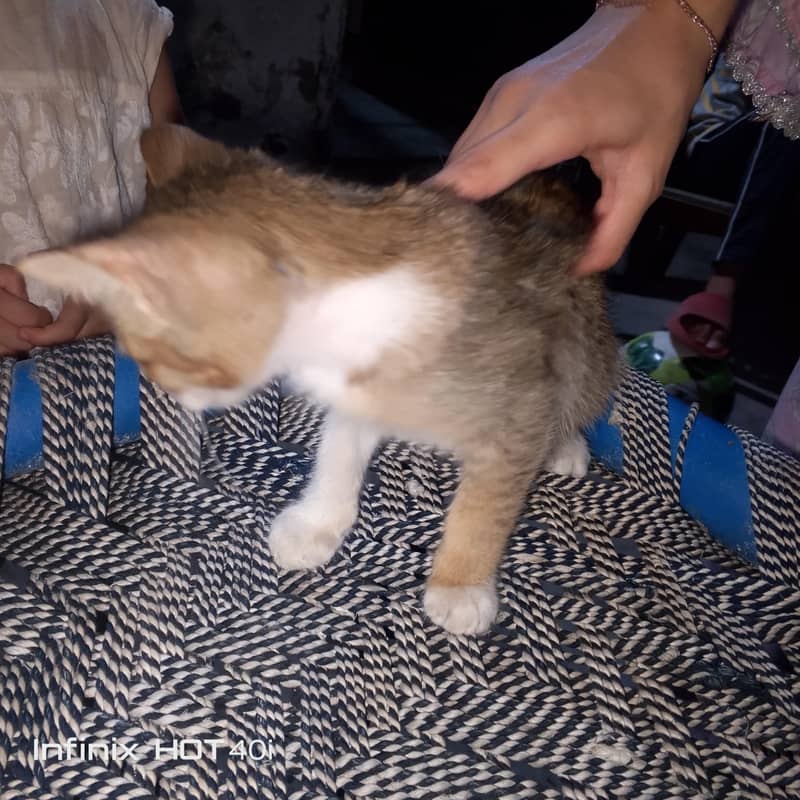 Kitten 0