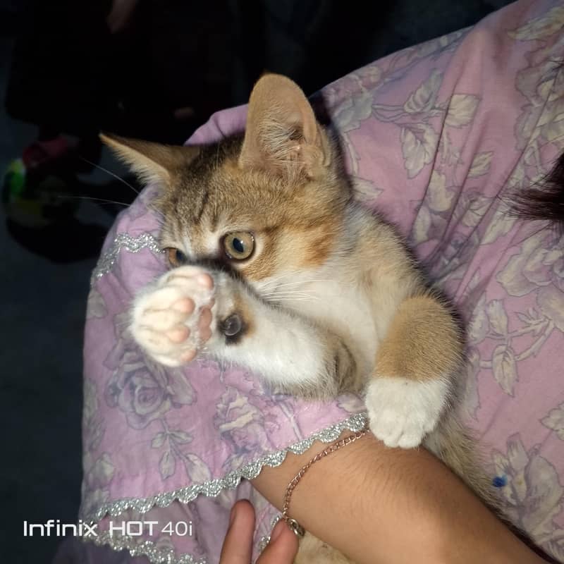 Kitten 2