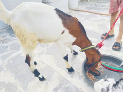 Do bakra bakri kamori cross nasal