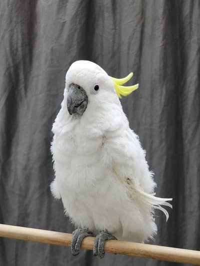Cockatoo Greater Sulphur Adult Female