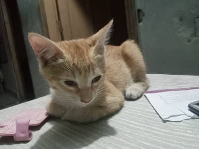 Ginger single coat female persian