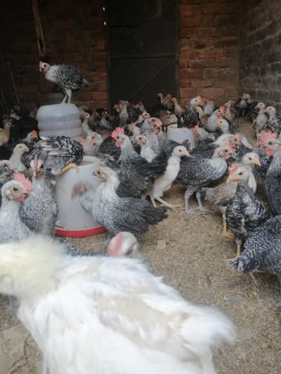 Fayoumi and dandarvi chicks
