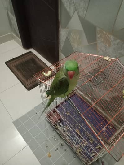 Raw Parrot Semi Handtame