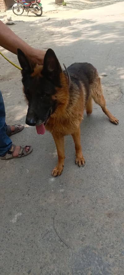 One year age healthy and vaccinated
