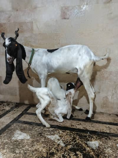 goats