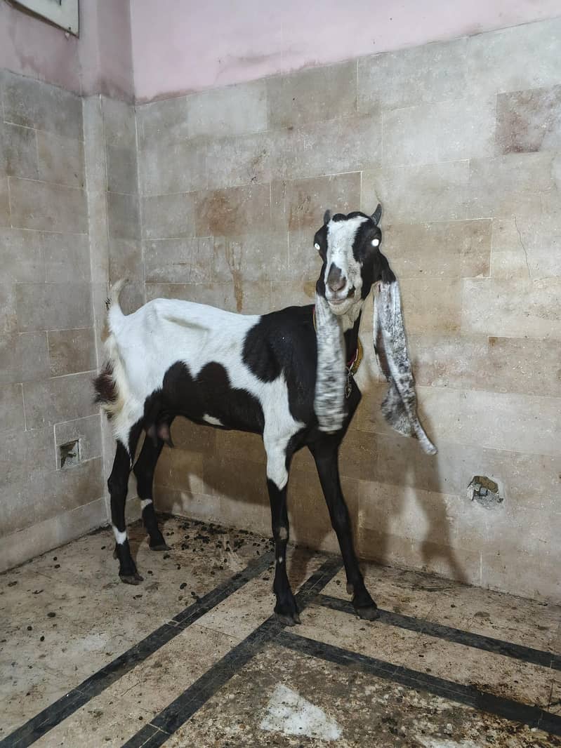 goats 1