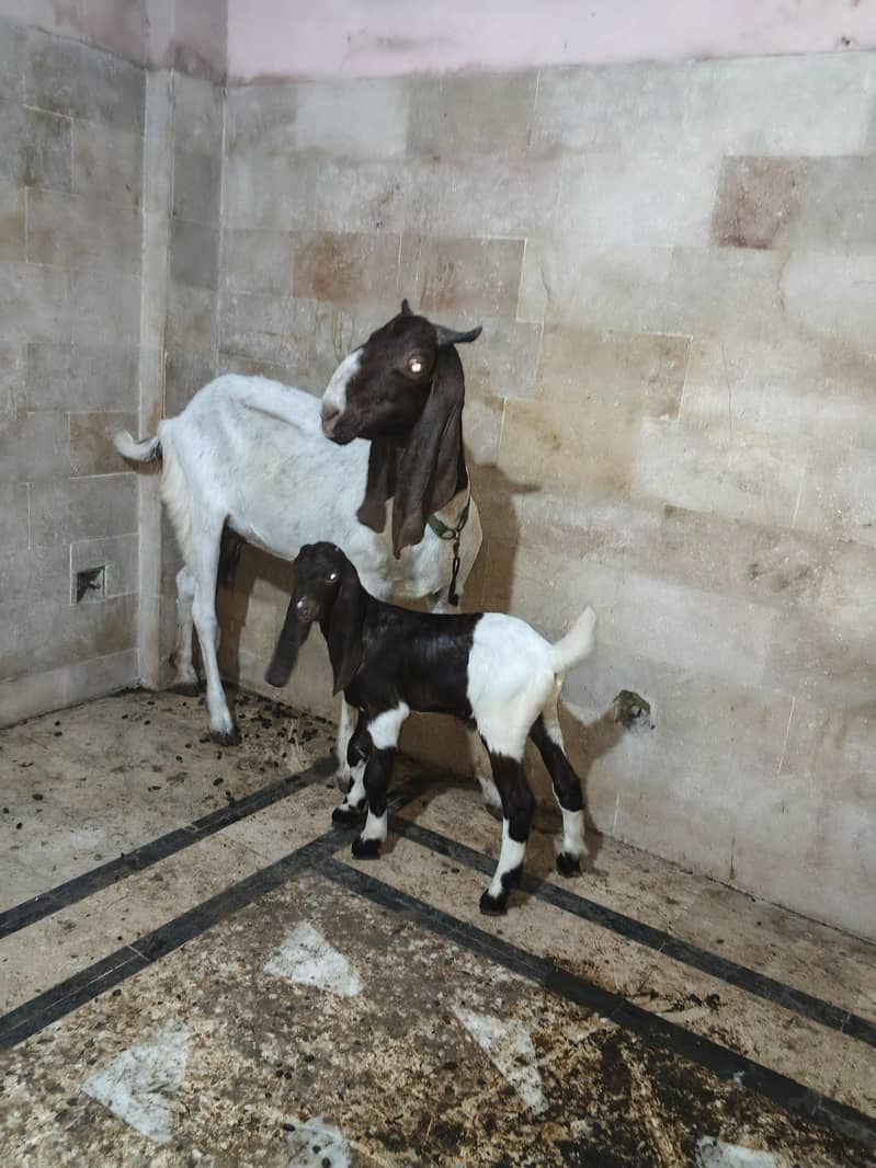 goats 2