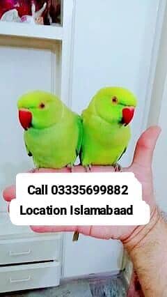 Single 6000 Hand Tamed Friendly Green Ring Neck Parrots Male/Female