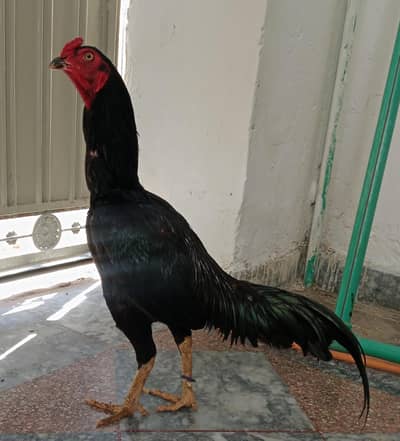 asil morga moska achai nasil ka