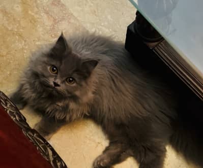 Triple coated persian cat for sale