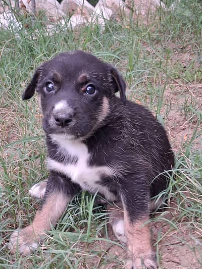Pure Breed Siberian Husky Puppy | 30 Days Old | Double Coat