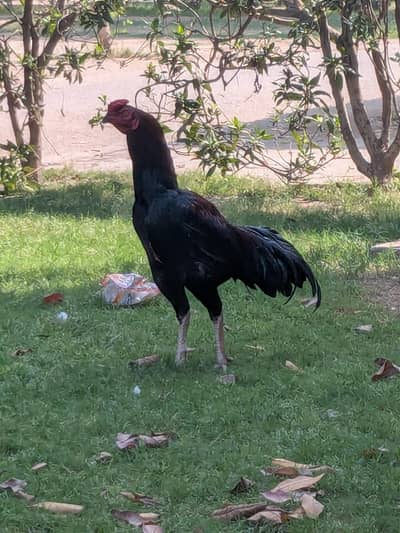 Active and Healthy male  for sale