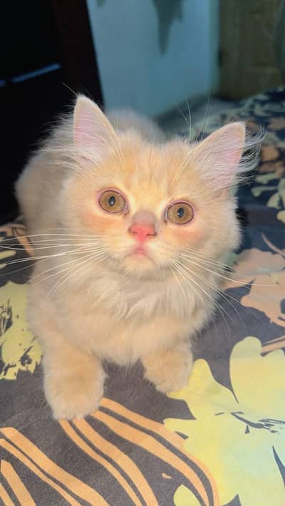 Persian cat age 3.5 months vaccinated