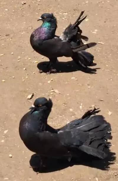 Black English Lakka Pair