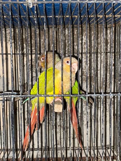 100% Breeder Pineapple Conure