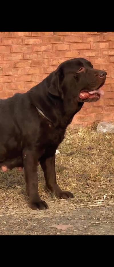 Chocolate labrador retriever