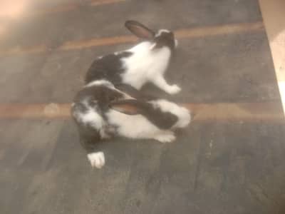 rabbits 