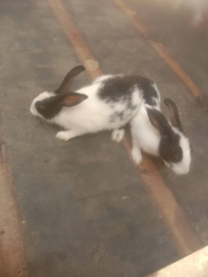 rabbits  1