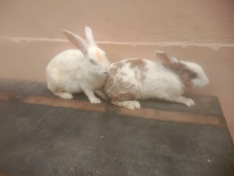 rabbits  2