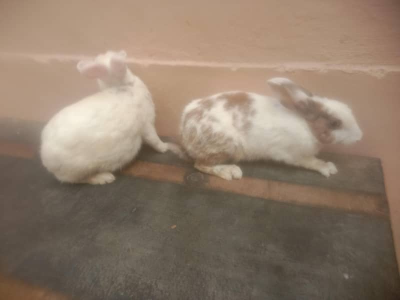 rabbits  3