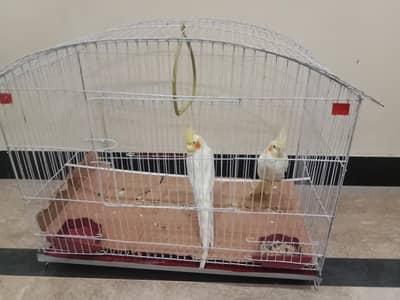 Healthy Cockatiel Pair for Sale in Rawalpindi"