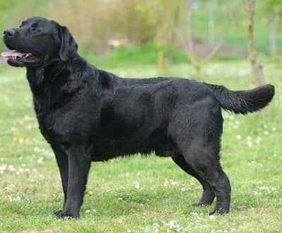 beautiful dog