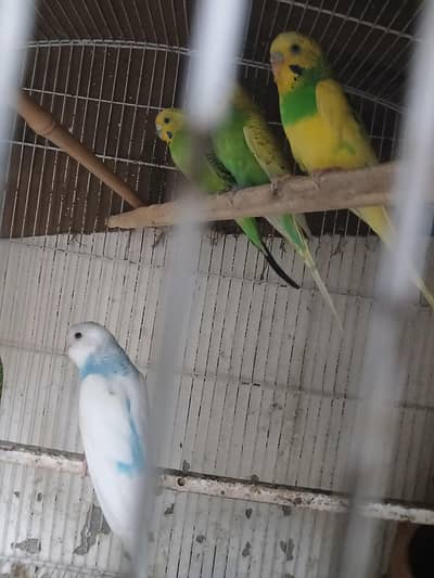 pathe and breeder pair for sale
