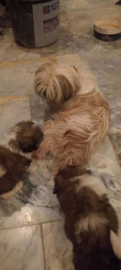 shihtzu female pups