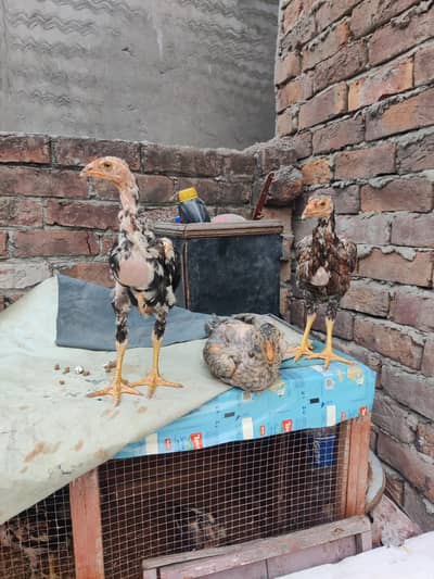 Pair of Aseel Java Chicks for Sale - Healthy & Active