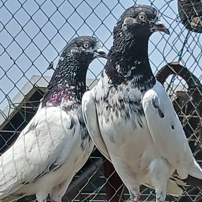 Strong Breeder Pair ,Original Taa Band Pair,Breeding Pair Available,