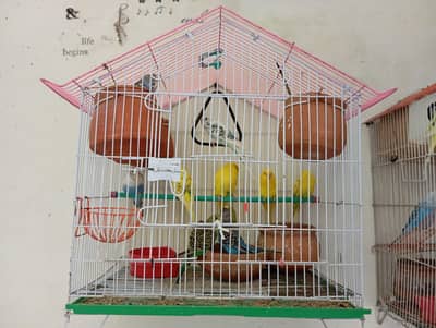 Australian Parrots With Cages