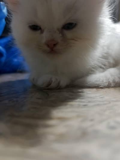 1 black male cat 1 gray male cat 1 white female cat