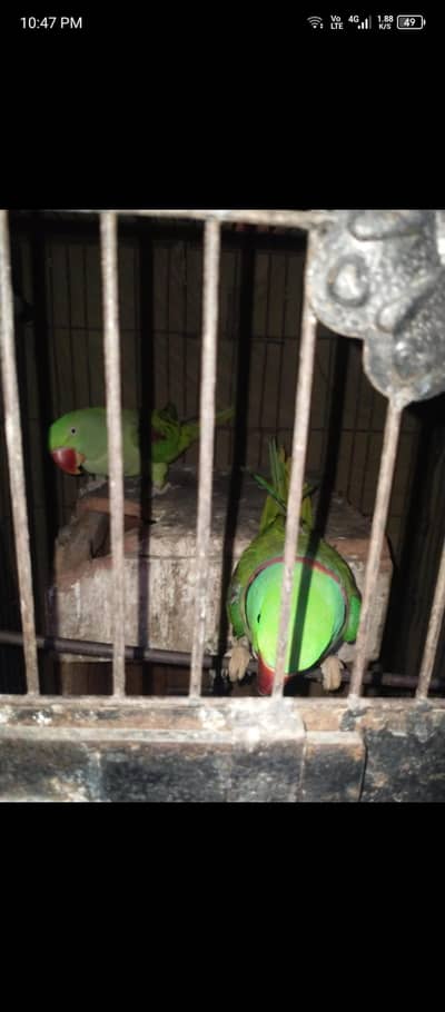 green parrot