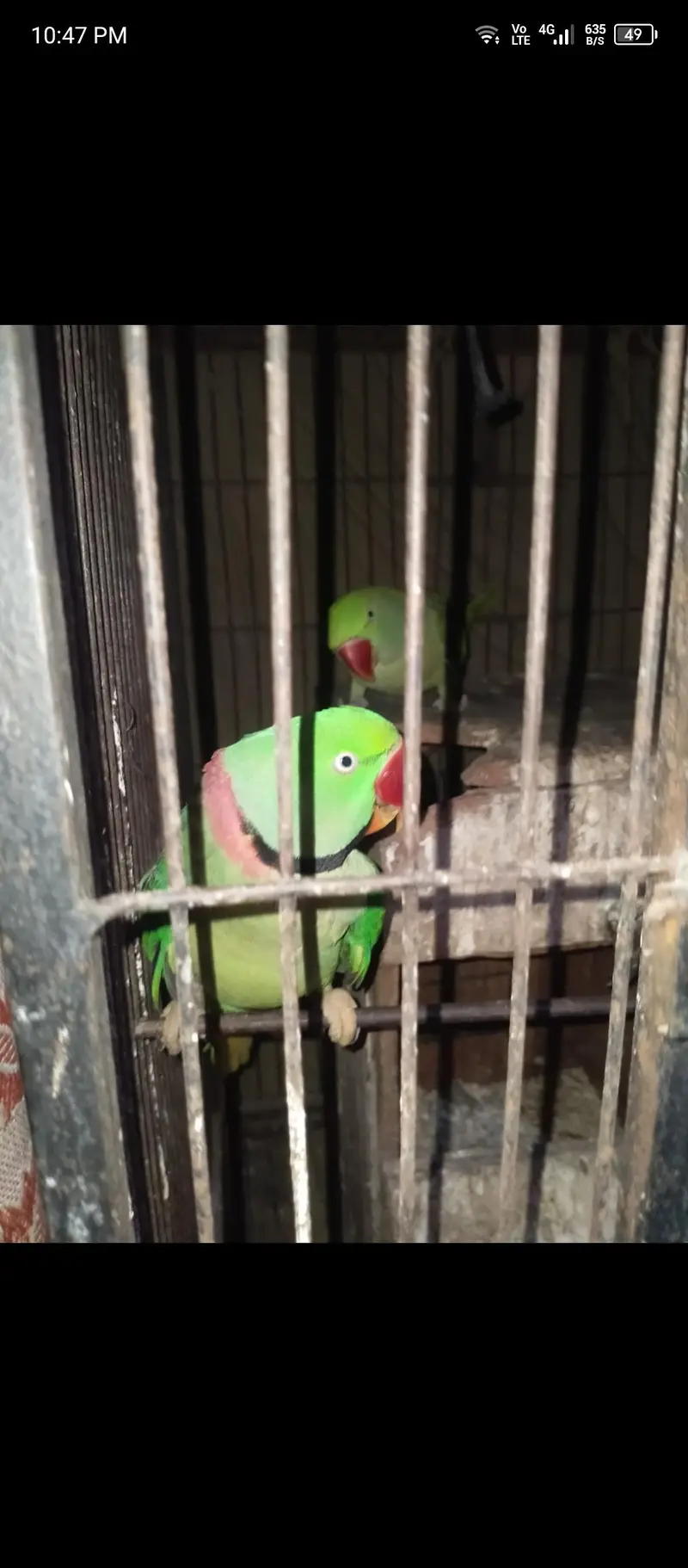 green parrot — photo 2