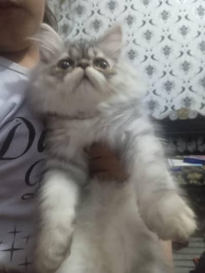 beautiful cat