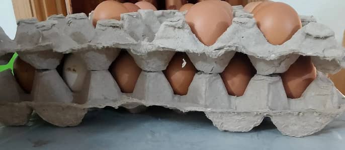 Desi Organic Fresh Eggs