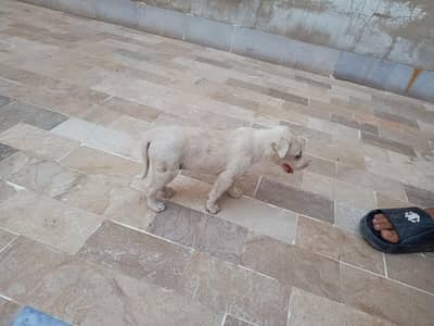 small and cute dog available and home pet.