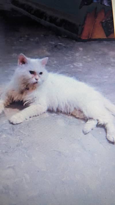persian cat