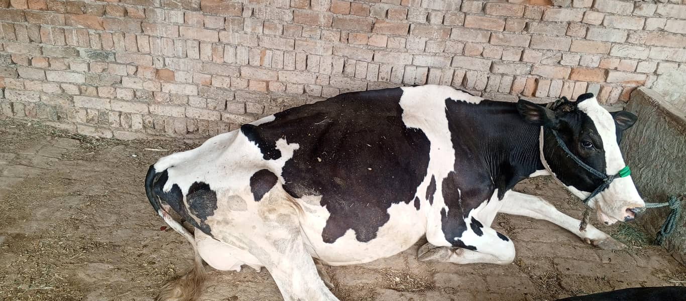 فریزن گائے برائے فروخت 1