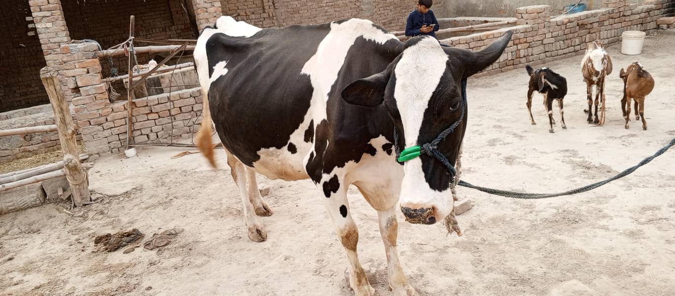 فریزن گائے برائے فروخت 4
