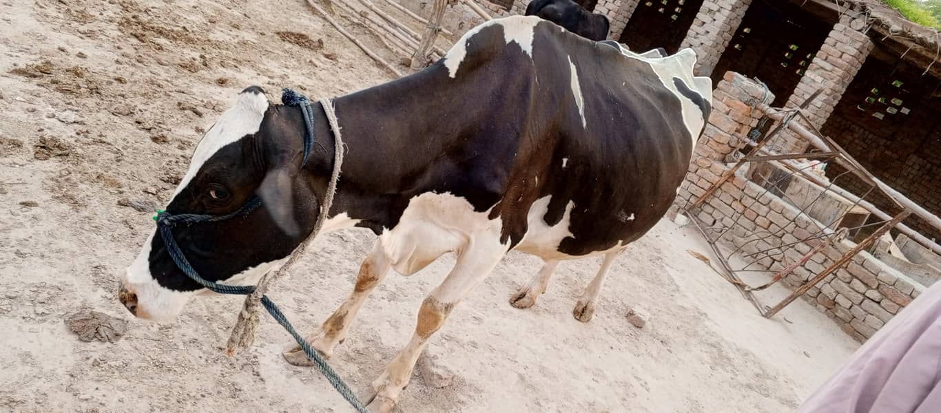 فریزن گائے برائے فروخت 5