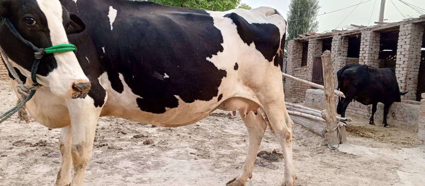 فریزن گائے برائے فروخت 6